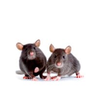 prevenir plaga de roedores