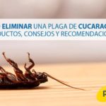 Cómo eliminar una plaga de cucarachas: Productos, consejos y recomendaciones