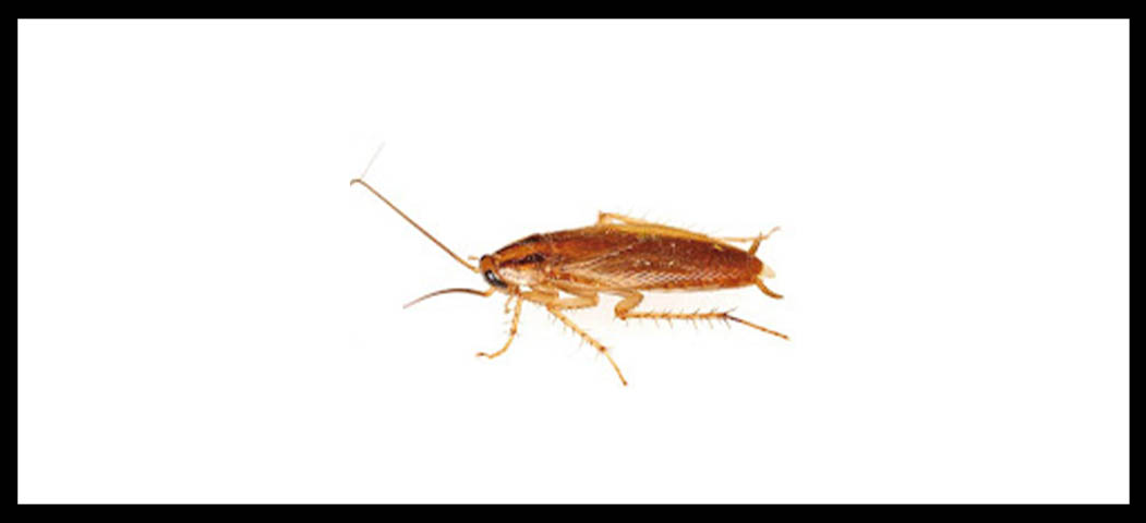 cucaracha alemana